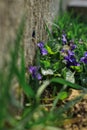 Viola odorata. Sweet violet. English violet. Vegetation in the garden. Primroses. Gardening.