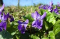 Viola odorata in the wild against a blue sky Royalty Free Stock Photo