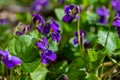 Viola odorata. Scent-scented. Violet flower forest blooming in spring. The first spring flower, purple. Wild violets in nature