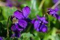 Viola odorata. Scent-scented. Violet flower forest blooming in spring. The first spring flower, purple. Wild violets in nature