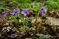 Viola odorata. Scent-scented. Violet flower forest blooming in spring. The first spring flower, purple. Wild violets in nature