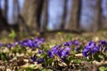 Viola odorata Sweet Violet, English Violet, Common Violet - violet flowers bloom in the forest in spring wild meadow, background Royalty Free Stock Photo