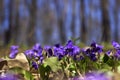 Viola odorata Sweet Violet, English Violet, Common Violet - violet flowers bloom in the forest in spring wild meadow, background