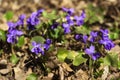 Viola odorata Sweet Violet, English Violet, Common Violet - violet flowers bloom in the forest in spring wild meadow, background Royalty Free Stock Photo