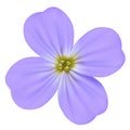 Viola odorata, Sweet Violet, English Violet, Common Violet, or Garden Violet Vector blooming blue flower isolated Royalty Free Stock Photo