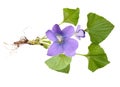 Viola odorata tree isolated on white background