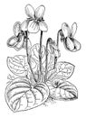 Viola Odorata vintage illustration