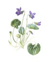 Viola odorata or wood violet flower. hand drawn illustration. sweet violet, english violet or common violet. garden violet. Vinta