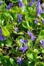 Viola odorata or wood violet, sweet violet, English violet, common violet, florist's violet, or garden violet.