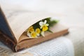 Viola on the opened book Royalty Free Stock Photo