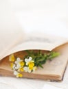 Viola on the opened book Royalty Free Stock Photo