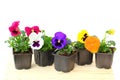 Viola pansy in pot Royalty Free Stock Photo