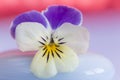 Viola, Pansy violet