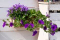 Viola and petunia is blossom in pot, close up. Purple flowers is growing in garden. Landscaping and decoration Royalty Free Stock Photo