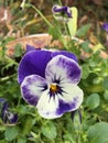 Close up of a Viola flower.