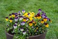 Viola plant with multicolor flowers , Viola, Common Violet, Viola tricolor in street pot Royalty Free Stock Photo