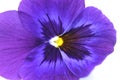 Viola purple macro