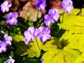 Viola 'Rebecca' and Heucherella 'Sunrise Falls' Royalty Free Stock Photo