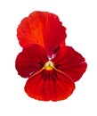 Viola red Pansy Flower Isolated on White Royalty Free Stock Photo