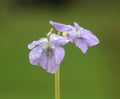 Viola riviniana (common dog violet)