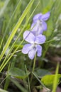 Viola riviniana, common dog violet in bloom