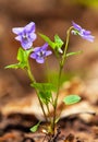 Viola Riviniana, flowering the common violet dog-violet Royalty Free Stock Photo