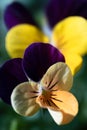 Viola riviniana, wood violet or common dog-violet pansy flowers lit by the sun Royalty Free Stock Photo