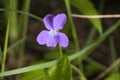 Viola septentrionalis Royalty Free Stock Photo