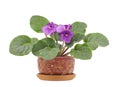 Viola Silent Prayer in pot on white Royalty Free Stock Photo