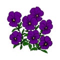 Viola sketch. Violet lflowers on white background. Royalty Free Stock Photo
