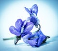 Viola Sororia Common Blue Violet Royalty Free Stock Photo