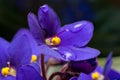 Viola sororia flower Royalty Free Stock Photo