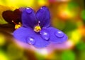 Viola sororia flower Royalty Free Stock Photo