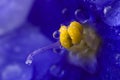 Viola sororia flower detail Royalty Free Stock Photo