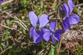 Viola sororia flower