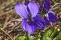 Viola sororia flower Royalty Free Stock Photo