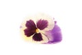 Viola sororia, Viola flower Royalty Free Stock Photo