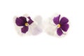 Viola sororia, Viola flower Royalty Free Stock Photo