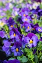 Viola sp. - favourite garden flower at a floristÃÂ´s