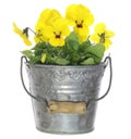 Viola in a tin can Royalty Free Stock Photo