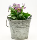 Viola in a tin can Royalty Free Stock Photo