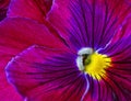 Viola tricolor Royalty Free Stock Photo