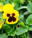 Viola tricolor