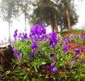 Viola tricolor