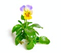 Viola tricolor, also known as Johnny Jump up, heartsease, heart`