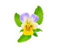 Viola tricolor, also known as Johnny Jump up, heartsease, heart`