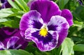 Viola tricolor closeup