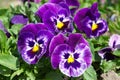 Viola tricolor closeup