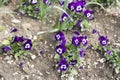 Lilac colour of the viola tricolor flowers Royalty Free Stock Photo