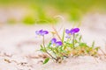 Viola tricolor curtisii rare wildflower, blooming in sand in the dunes